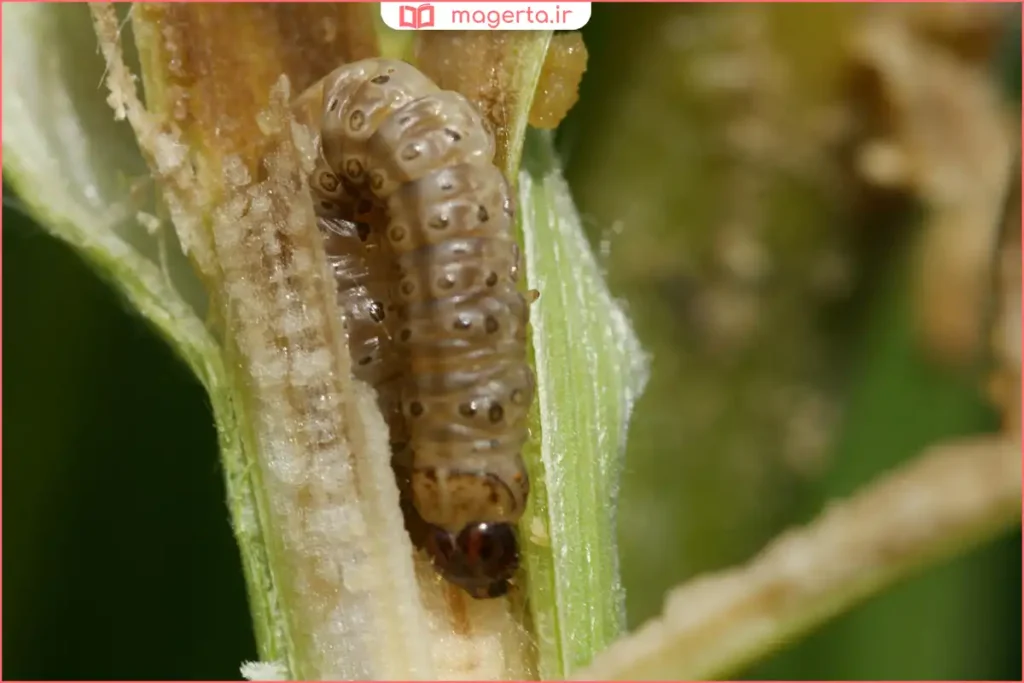 دستگاه سمپاش در حال پاشیدن سم روی ساقههای جوان برنج