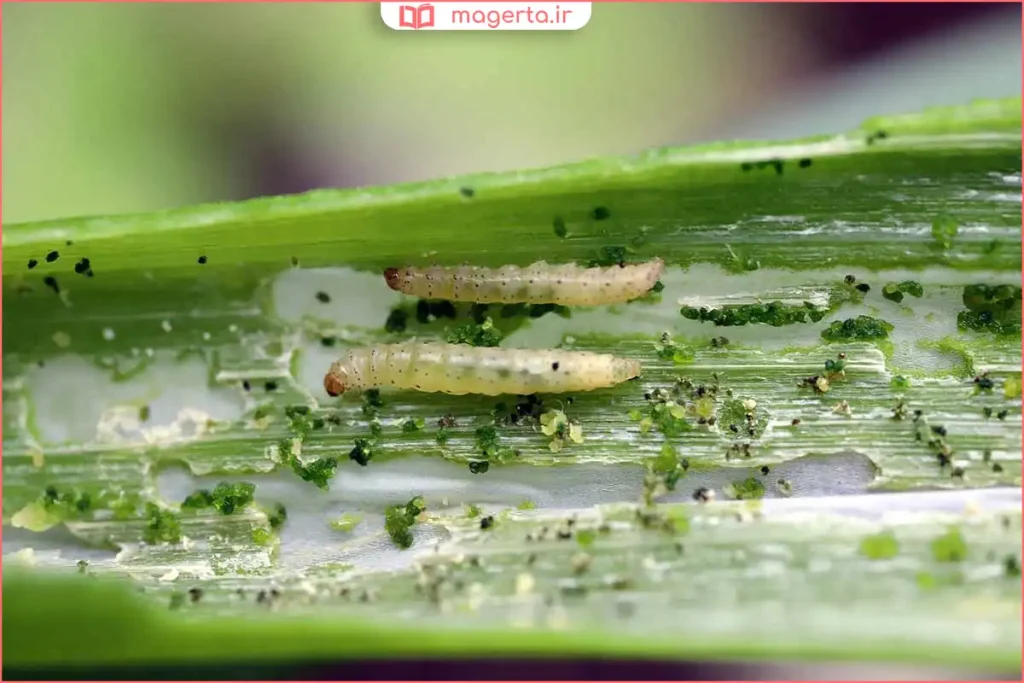 نمای نزدیک از ساقه آلوده به کرم ساقهخوار پیش از سمپاشی