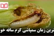 بهترین زمان سمپاشی کرم ساقه خوار