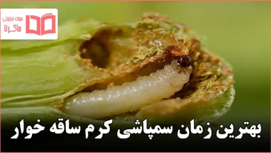 بهترین زمان سمپاشی کرم ساقه خوار