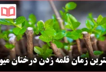 بهترین زمان قلمه زدن درختان میوه