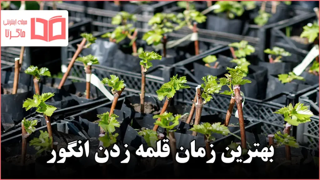 بهترین زمان قلمه زدن انگور