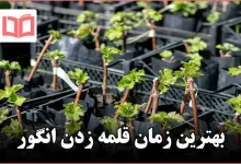 بهترین زمان قلمه زدن انگور