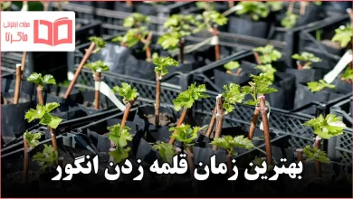 بهترین زمان قلمه زدن انگور