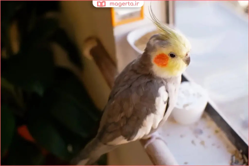 عروس هلندی جوان در حال تمرین روی نشیمنگاه برای شروع یادگیری