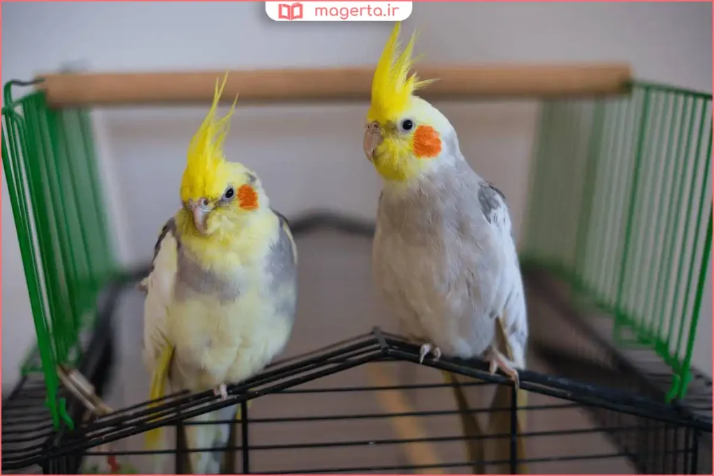 آموزش عروس هلندی در ساعات صبح با تمرکز و انرژی بیشتر