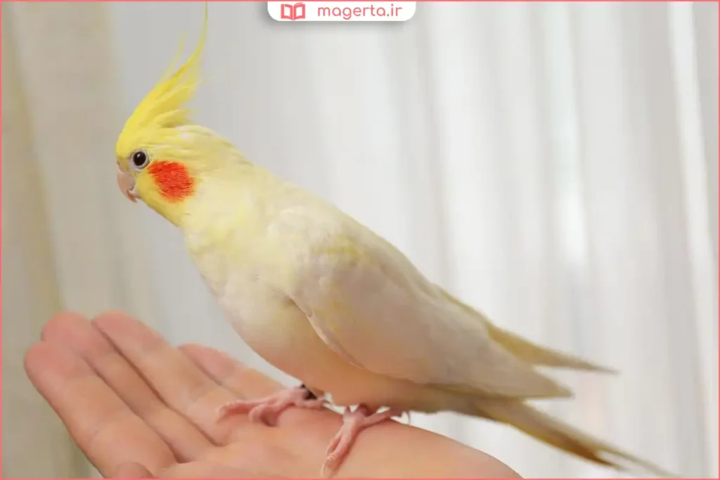 صاحب پرنده در حال تکرار فرمان ساده در زمان استراحت روزانه