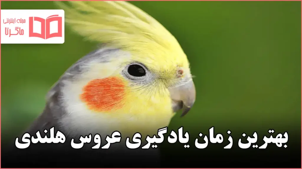 بهترین زمان یادگیری عروس هلندی