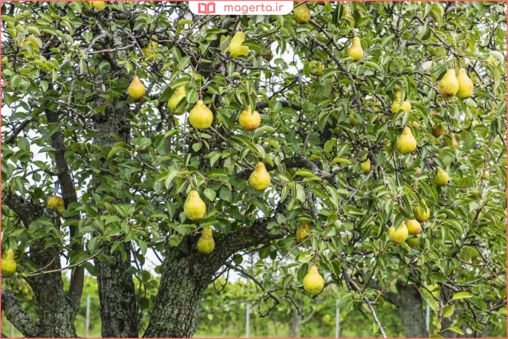 قرار دادن درخت گلابی در محل جدید با آبیاری اولیه کافی