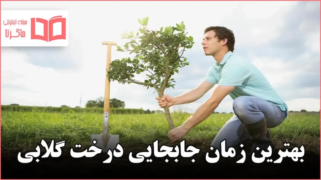 بهترین زمان جابجایی درخت گلابی