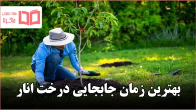 بهترین زمان جابجایی درخت انار