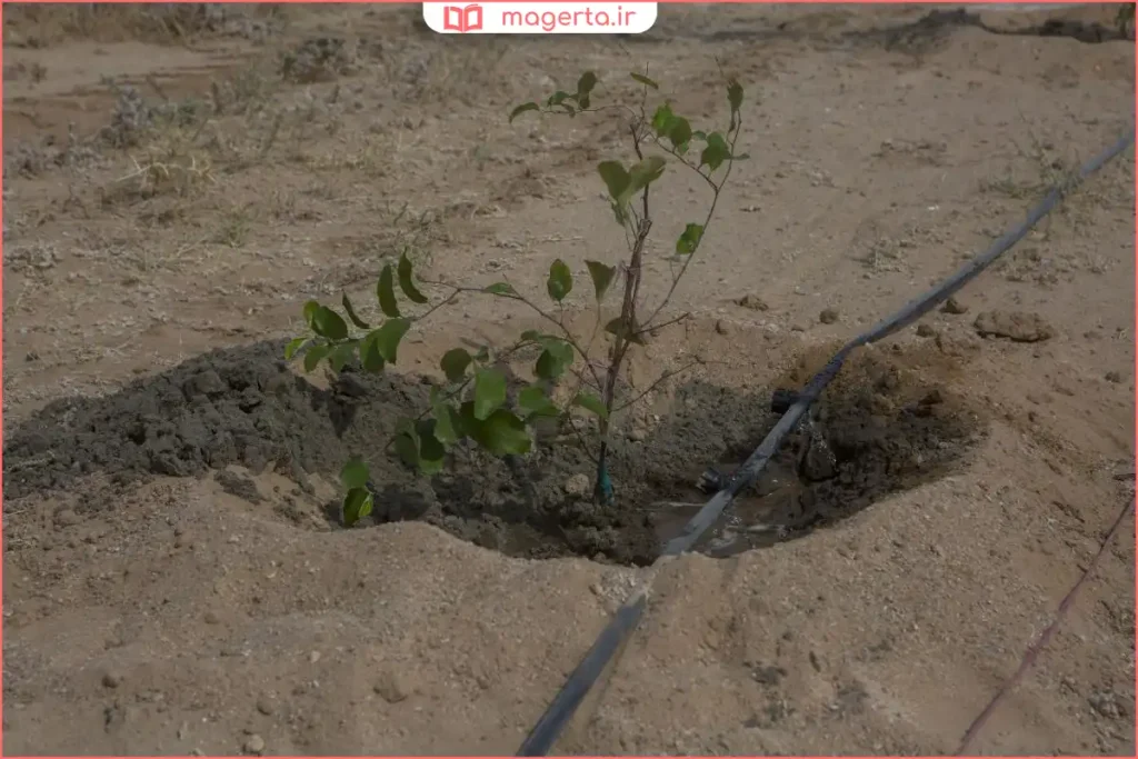 آبیاری درخت زردآلو در ساعات اولیه صبح برای حفظ رطوبت خاک