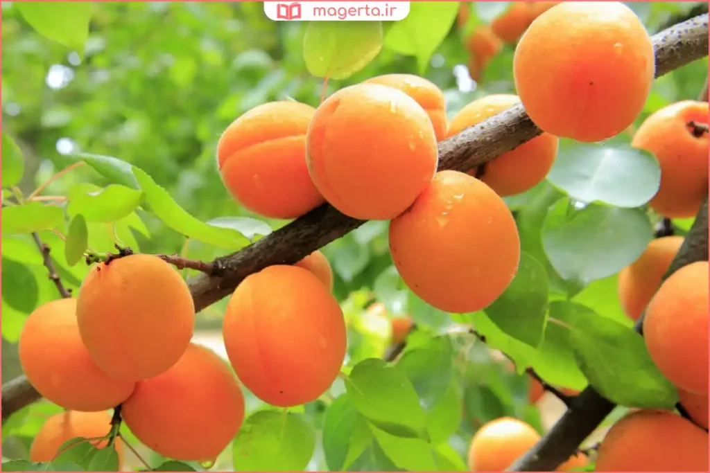 نمای نزدیک از تنه و ریشه درخت زردآلو هنگام آبیاری آرام