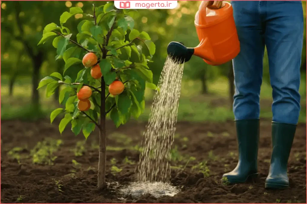 آبیاری منظم درخت زردآلو با شلنگ در روزهای گرم تابستان