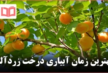 بهترین زمان آبیاری درخت زردآلو