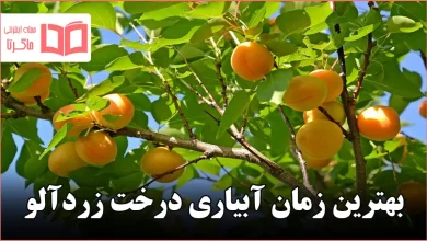بهترین زمان آبیاری درخت زردآلو