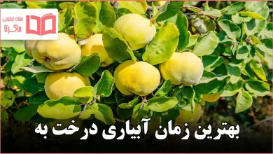 بهترین زمان آبیاری درخت به