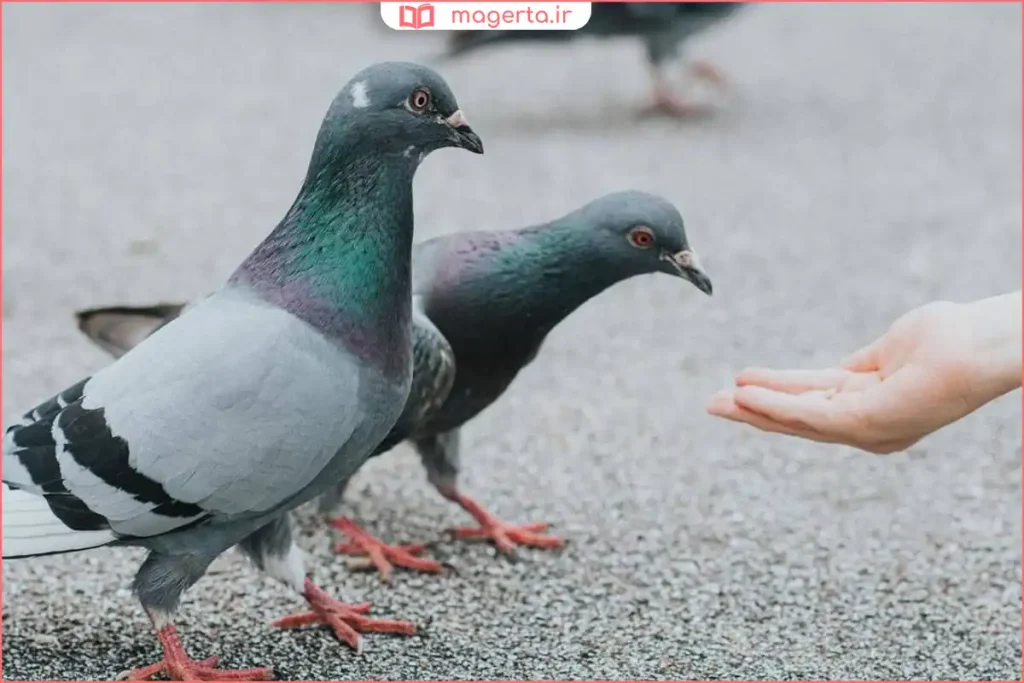 فردی در حال نزدیک شدن آرام به کبوتر برای ایجاد اعتماد