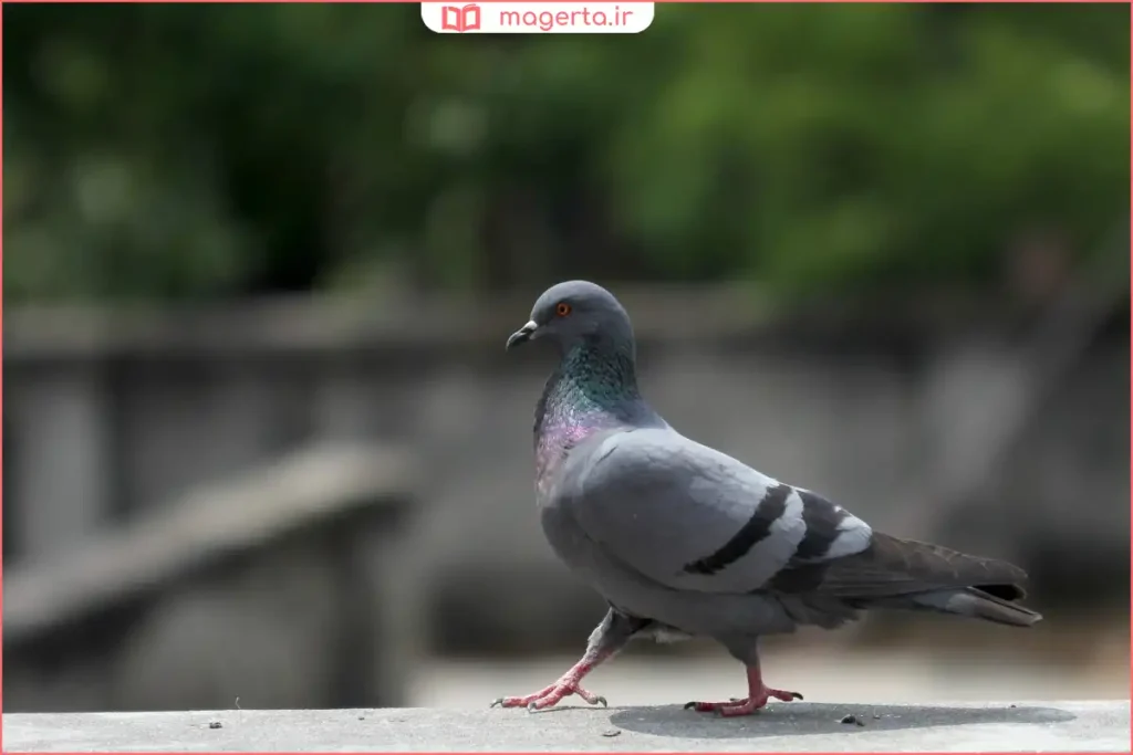 کبوتر نشسته روی نرده در حال تعامل با انسان