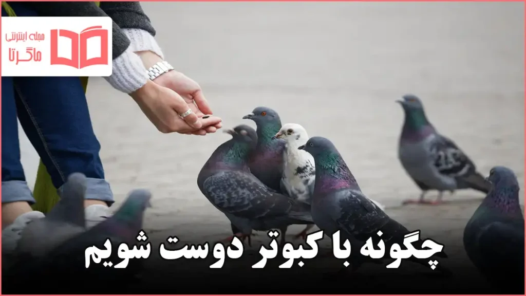 چگونه با کبوتر دوست شویم