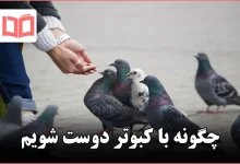 چگونه با کبوتر دوست شویم