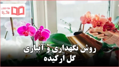 روش نگهداری و آبیاری گل ارکیده