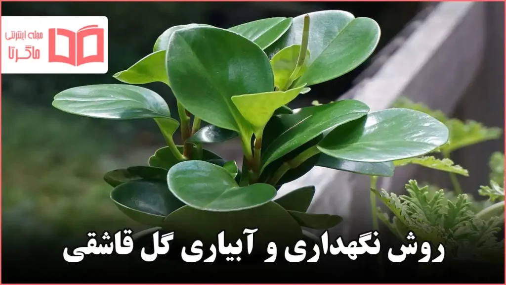 روش نگهداری و آبیاری گل قاشقی