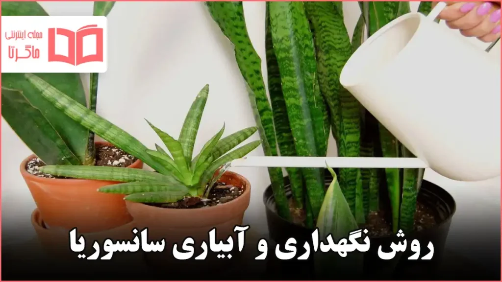 روش نگهداری و آبیاری سانسوریا