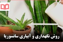 روش نگهداری و آبیاری سانسوریا