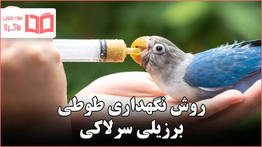 روش نگهداری طوطی برزیلی سرلاکی