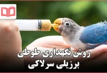 روش نگهداری طوطی برزیلی سرلاکی