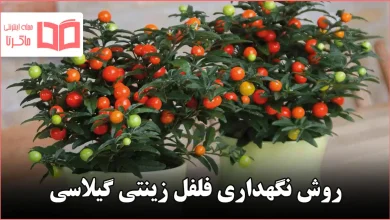 روش نگهداری فلفل زینتی گیلاسی