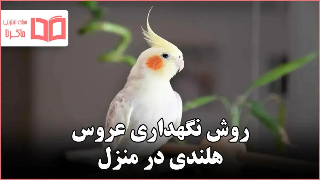 روش نگهداری عروس هلندی در منزل