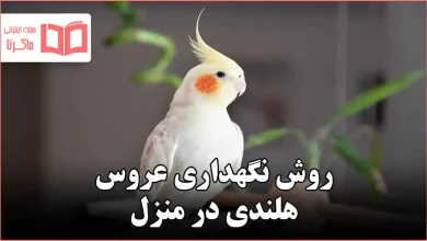روش نگهداری عروس هلندی در منزل
