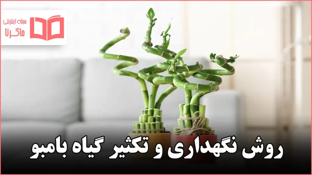 روش نگهداری و تکثیر گیاه بامبو