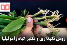روش نگهداری و تکثیر گیاه زاموفیلیا
