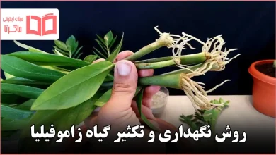 روش نگهداری و تکثیر گیاه زاموفیلیا