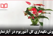 روش نگهداری گل آنتوریوم در آپارتمان