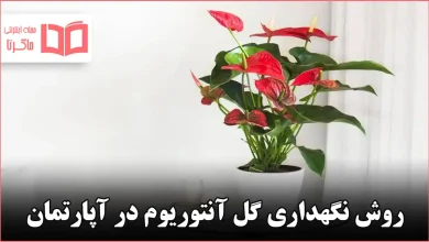 روش نگهداری گل آنتوریوم در آپارتمان
