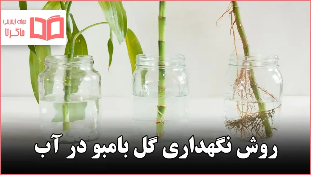 روش نگهداری گل بامبو در آب