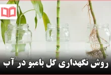 روش نگهداری گل بامبو در آب