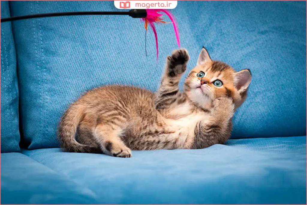 گربه خانگی در حال دنبالکردن اسباببازی چوبی بلند