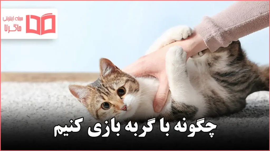 چگونه با گربه بازی کنیم
