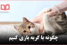چگونه با گربه بازی کنیم