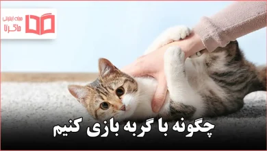 چگونه با گربه بازی کنیم