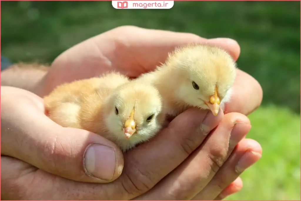 جوجه زرد کوچک در حال راهرفتن روی دست کودک با احساس امنیت