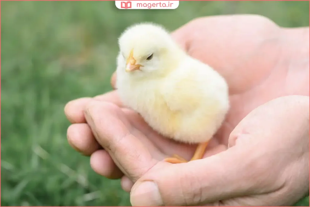 بازی آرام با جوجه روی زمین با حرکات ملایم و بدون ترساندن