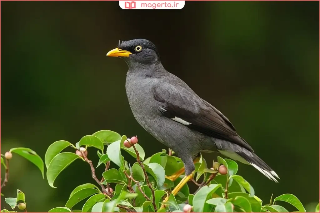 تمرین حرف زدن مرغ مینا در فضای آرام و بدون نویز