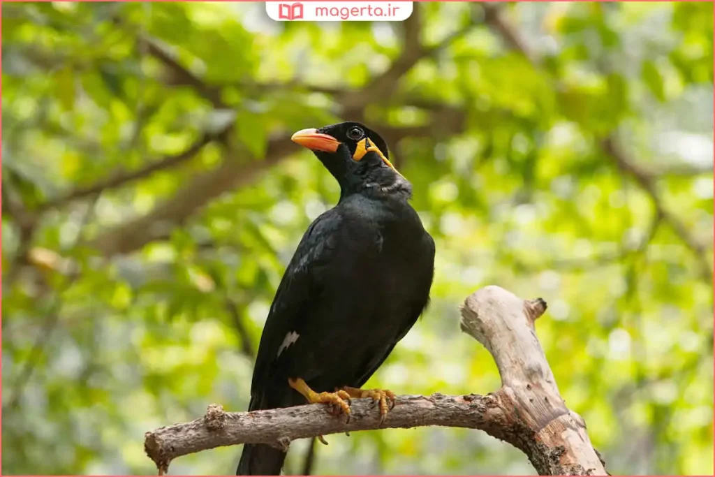 نوازش آرام مرغ مینا برای ایجاد اعتماد و رابطه صمیمی

