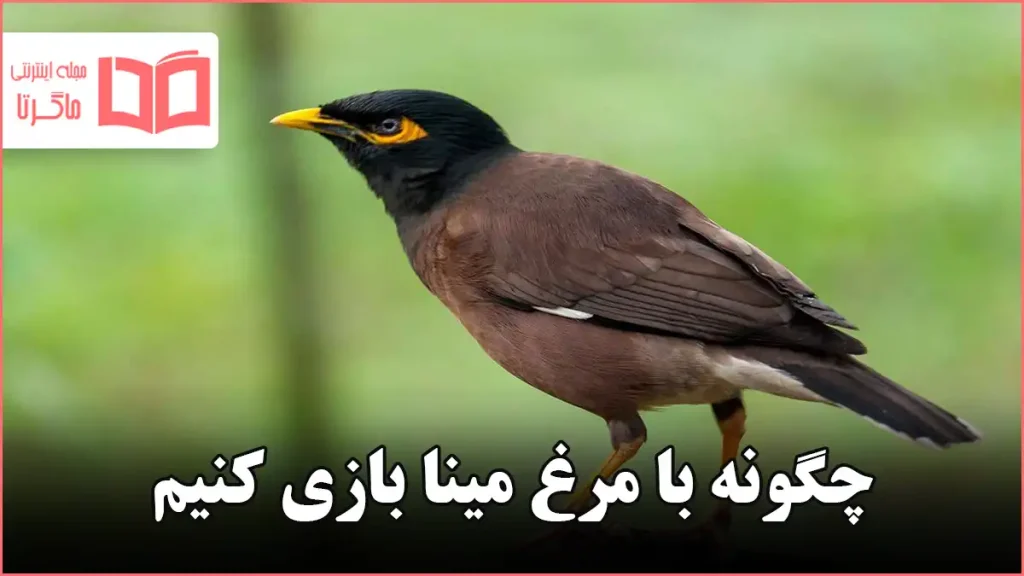 چگونه با مرغ مینا بازی کنیم